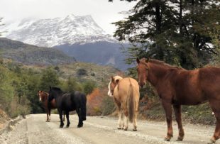 8 Carretera Austral