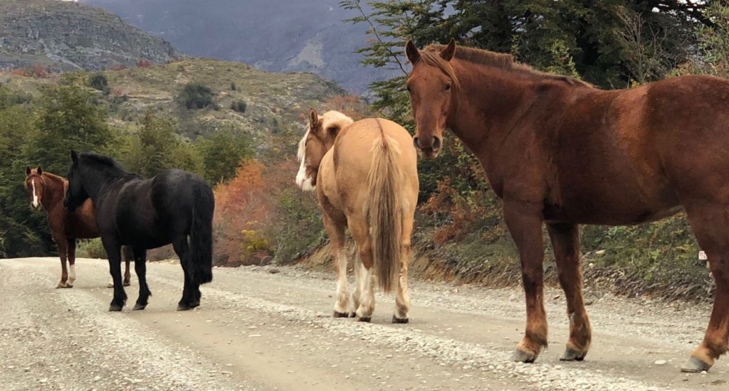 Carretera Austral (Custom)